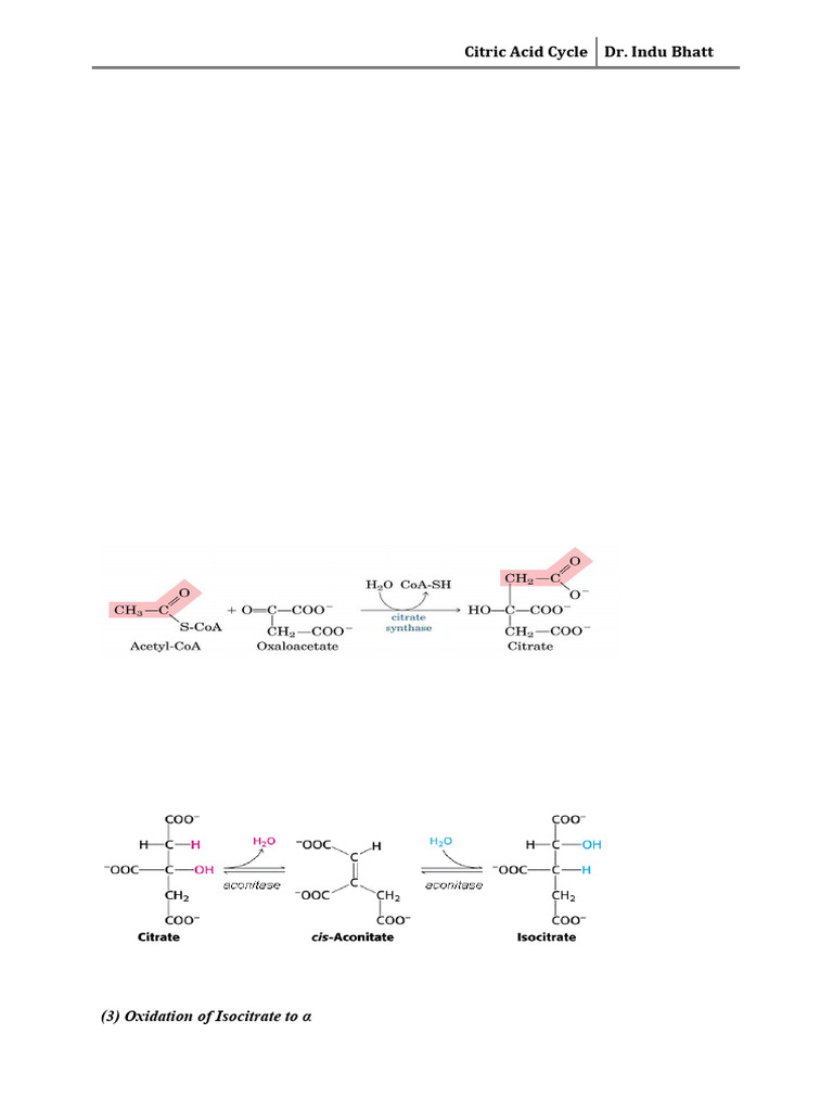 Understanding the Citric Acid Cycle | PDF | Citric Acid Cycle | Chemistry