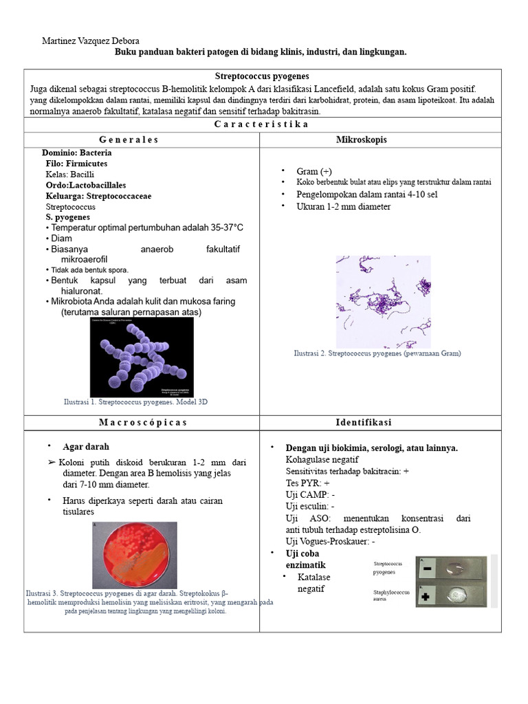 Panduan Lengkap Streptococcus pyogenes | PDF
