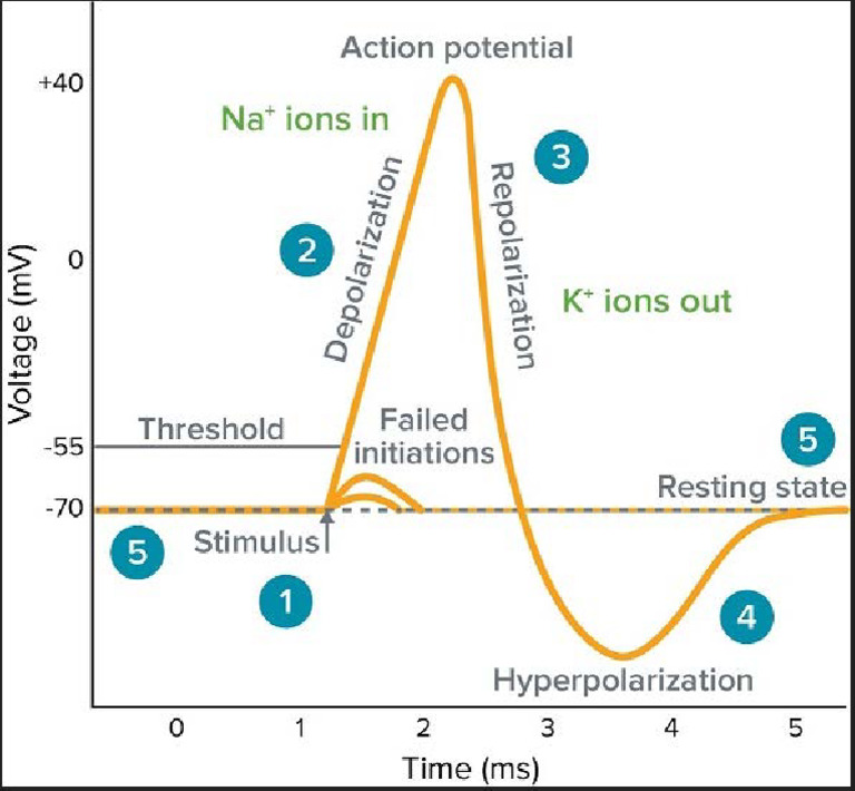 Action Potential | PDF