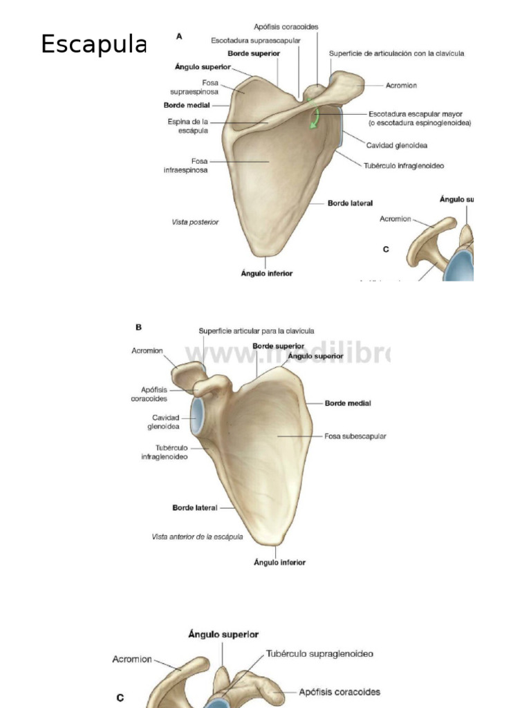 Estructura del Húmero y Escápula | PDF