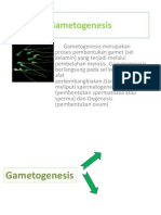 Gametogenesis Presentasi
