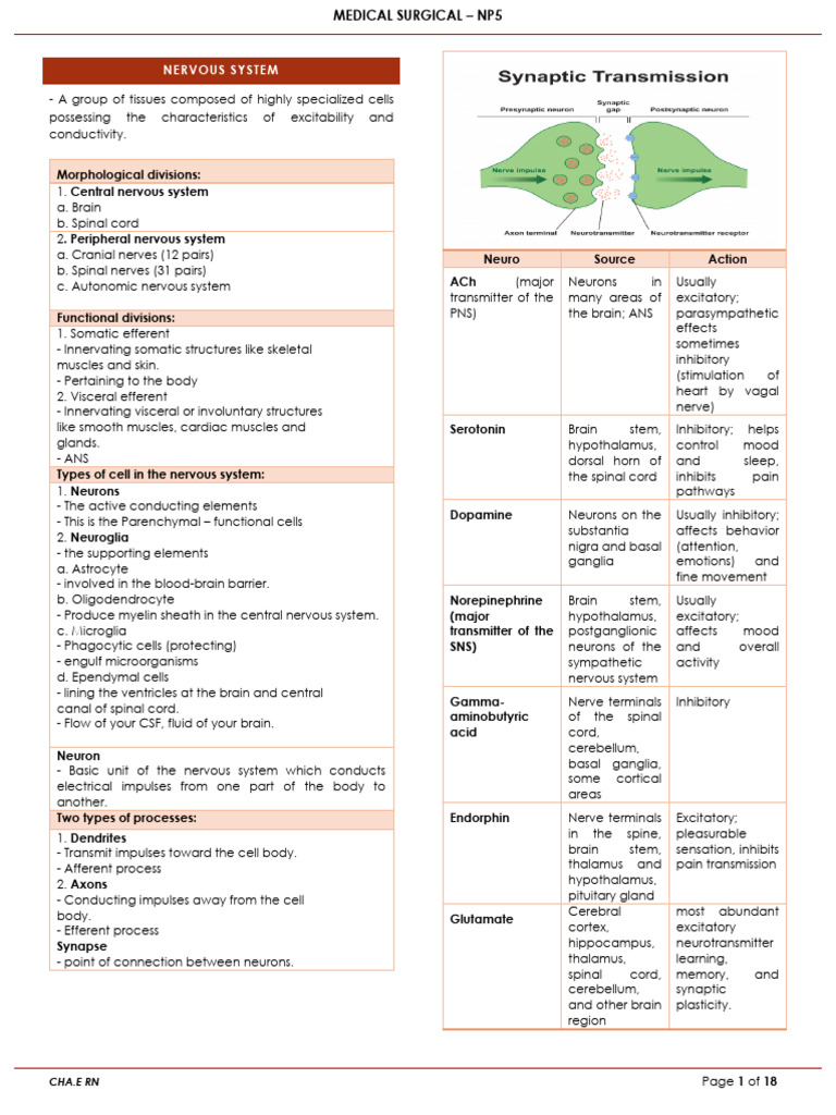 Nervous System Overview and Functions | PDF | Central Nervous System ...