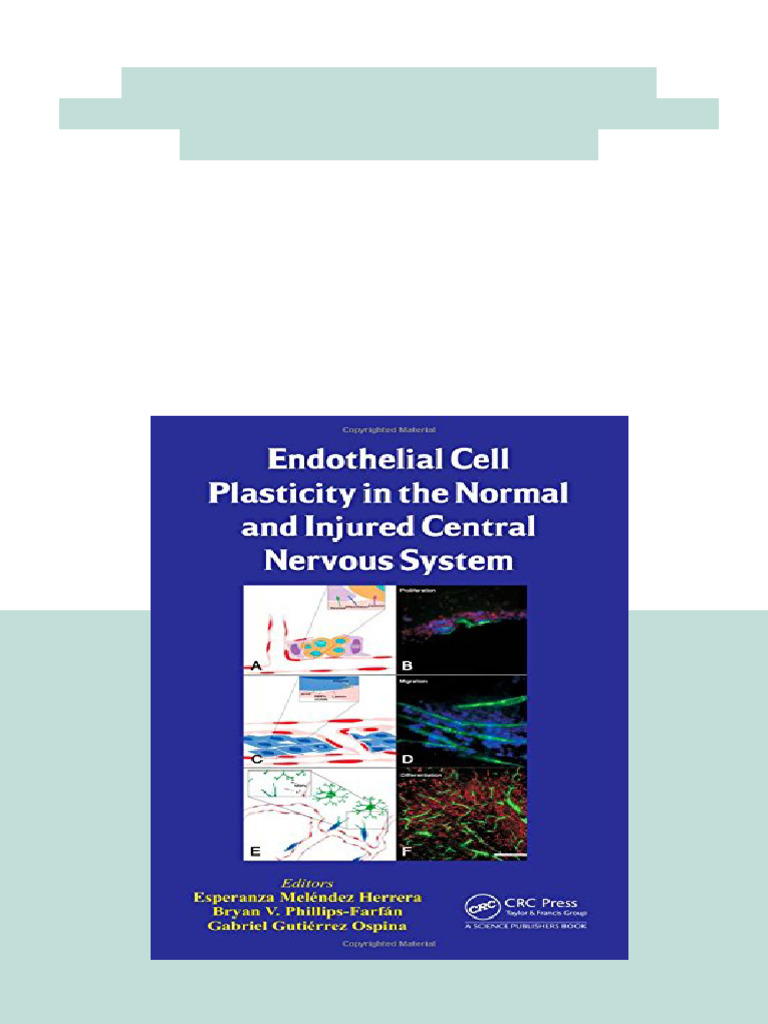 Endothelial Cell Plasticity in The Normal and Injured Central Nervous ...