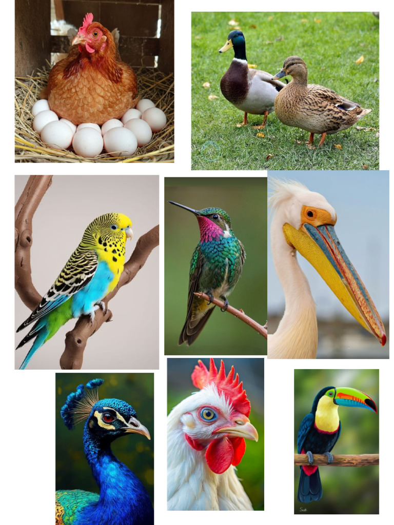 Aves | PDF