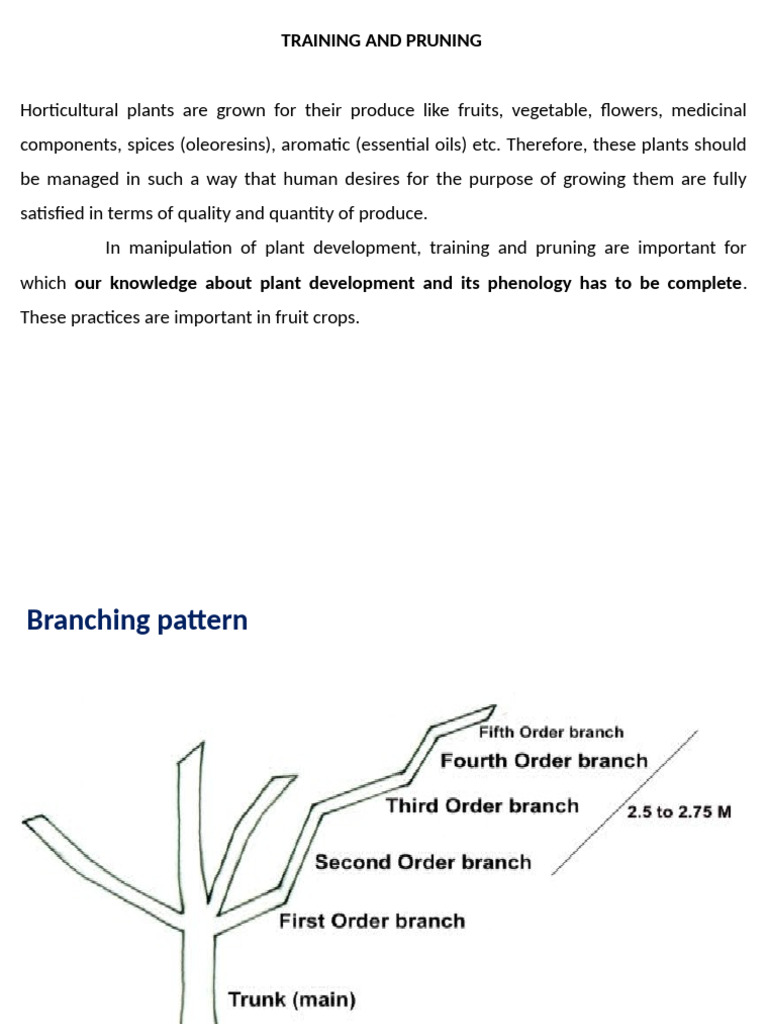 Training and Pruning Techniques Guide | PDF | Pruning | Grafting