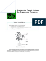 Struktur Dan Fungsi Jaringan Dan Organ Pada Tumbuhan