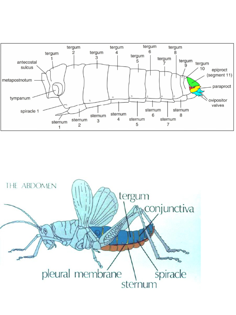 Lecture 9 Abdomen | PDF | Abdomen | Zoology