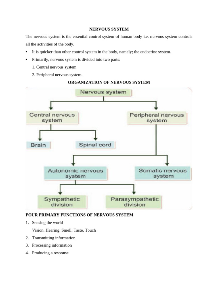 Overview of the Nervous System Functions | PDF | Chemical Synapse | Synapse