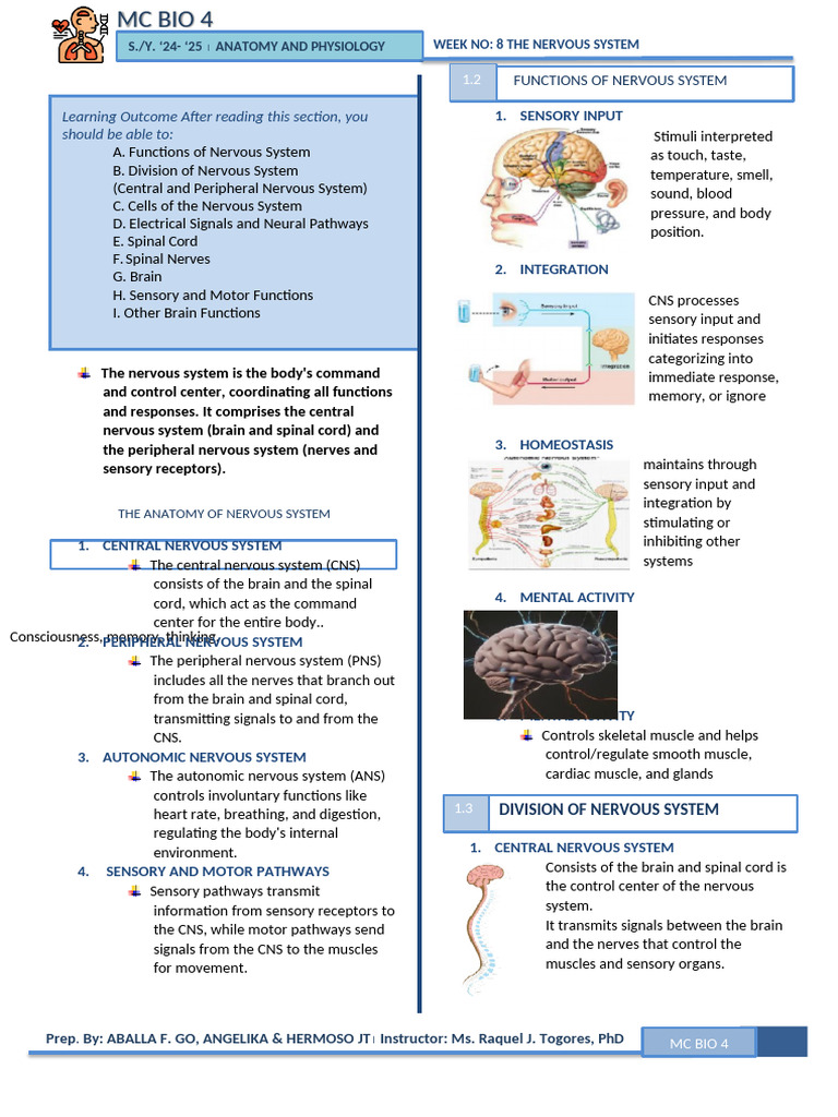 Overview of the Nervous System Functions | PDF | Nervous System ...