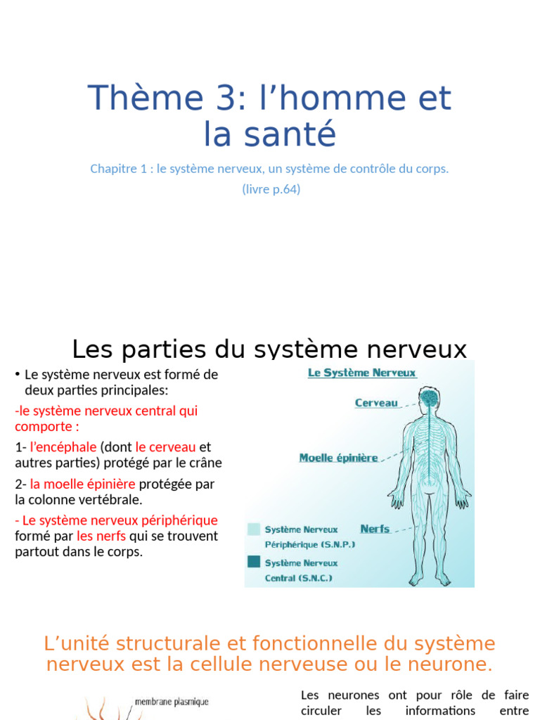 Système nerveux : structure et fonctions | PDF | Système nerveux | Nerf