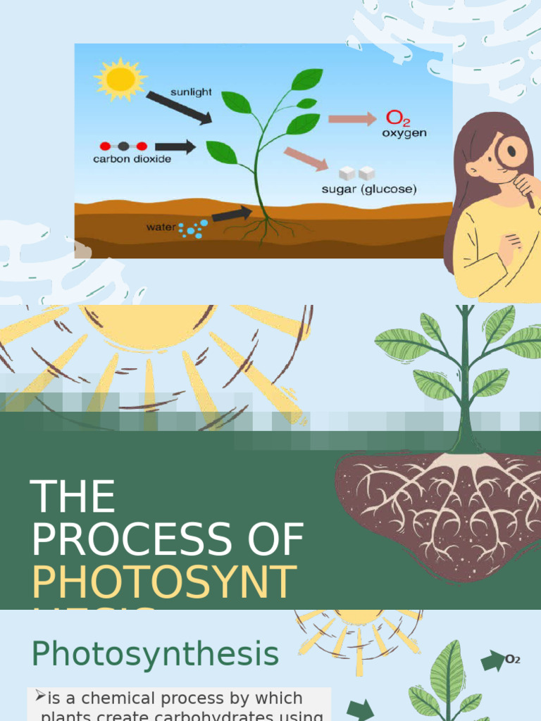 The Process of Photosynthesis Education Presentation in Green Style ...
