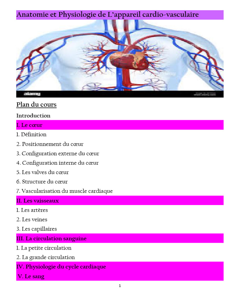 Anatomie de l'appareil cardiovasculaire | PDF | Artère | Sang