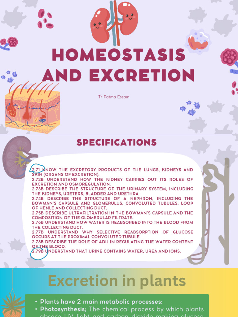 homeostasis-and-excretion-pdf