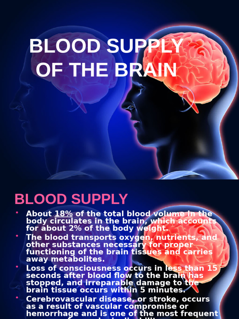 Brain Blood Supply Overview | PDF | Cerebrum | Vein