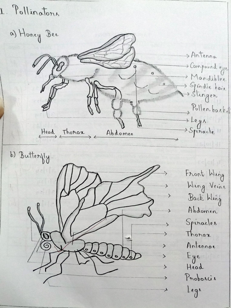 Insect Anatomy and Classification Guide | PDF