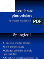 Nevertebrate Pluricelulare