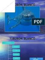 Tiburón Blanco