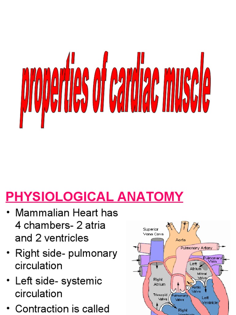 Properties of Cardiac Muscle and Conducting Systems Atrium (Heart