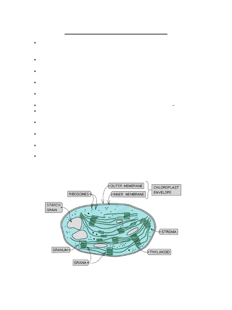 Chloroplast Structure and Photosynthesis | PDF | Photosynthesis ...