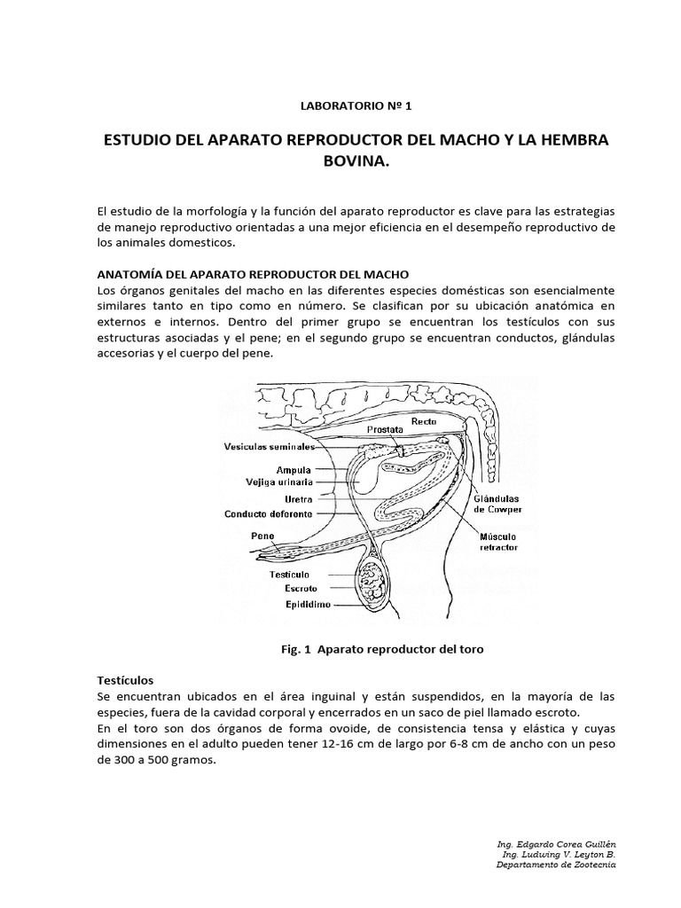 Lab Repro | PDF | Fertilización | Embrión