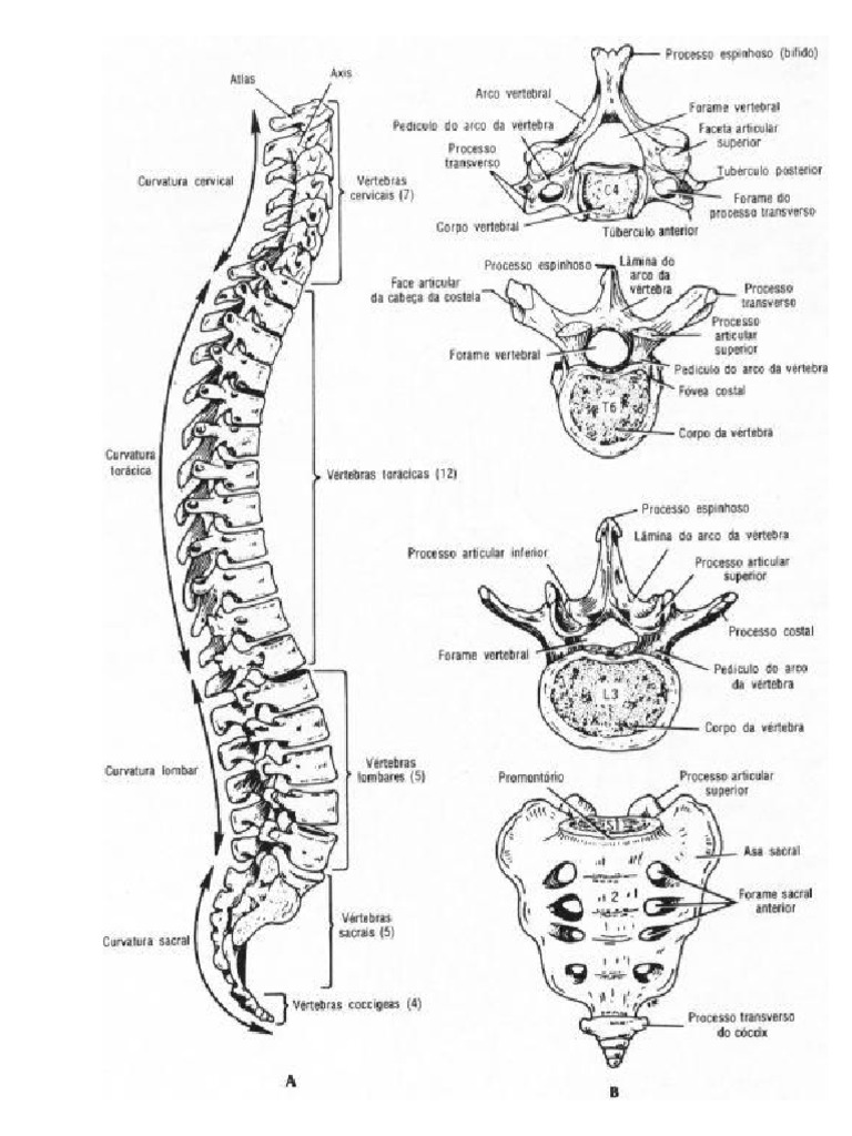 Anatomia | PDF