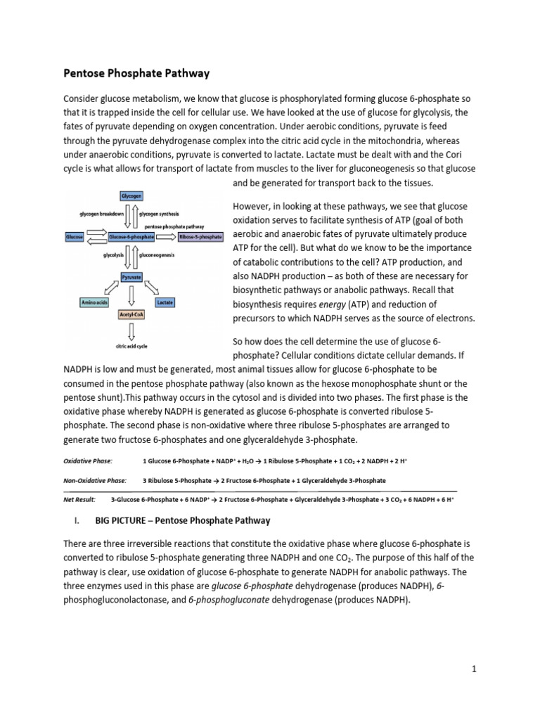 Pentose Phosphate Pathway Overview | PDF | Nicotinamide Adenine ...