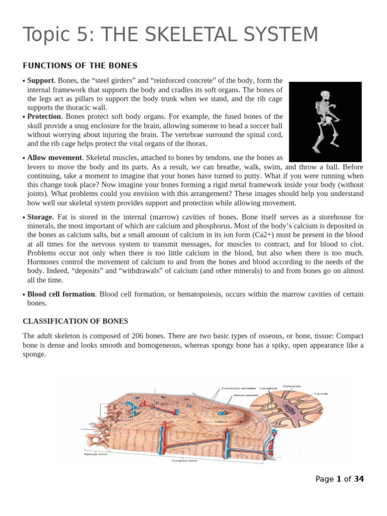 Functions and Structure of Bones | PDF | Vertebra | Pelvis