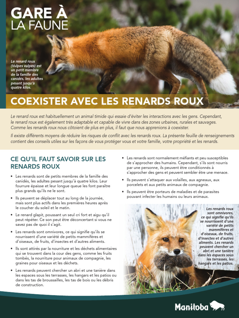 Coexister avec les renards roux : conseils pratiques | PDF | Rage ...