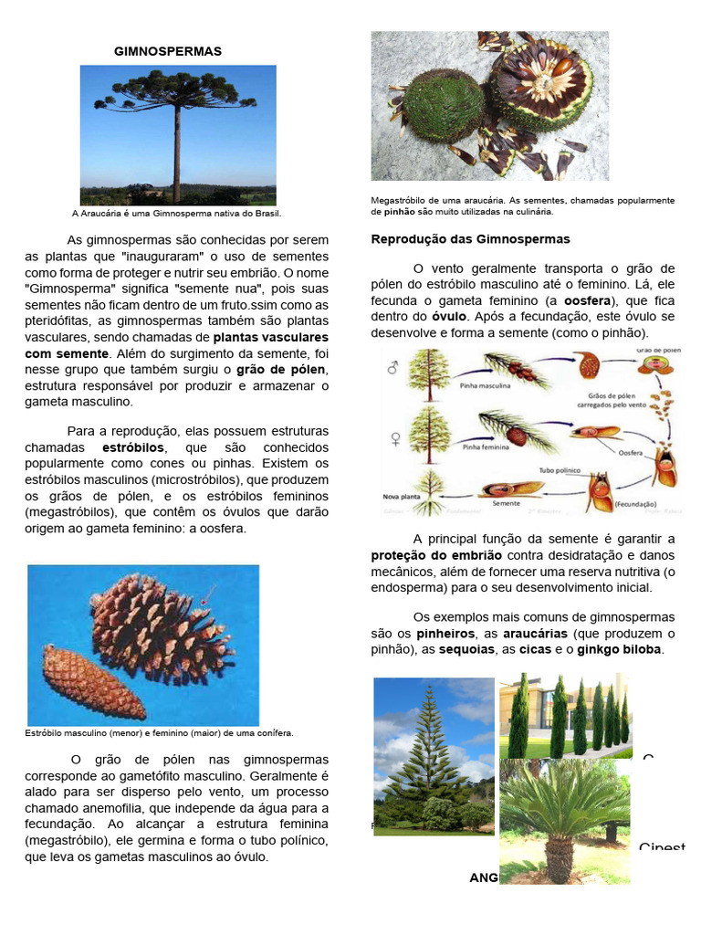 Gimnospermas e Angiospermas: Reprodução e Características | PDF ...