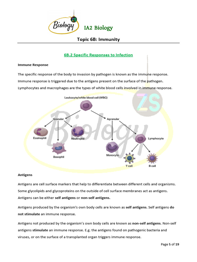 Immune Response: Specific Infection Defense | PDF | Immune System | Antigen