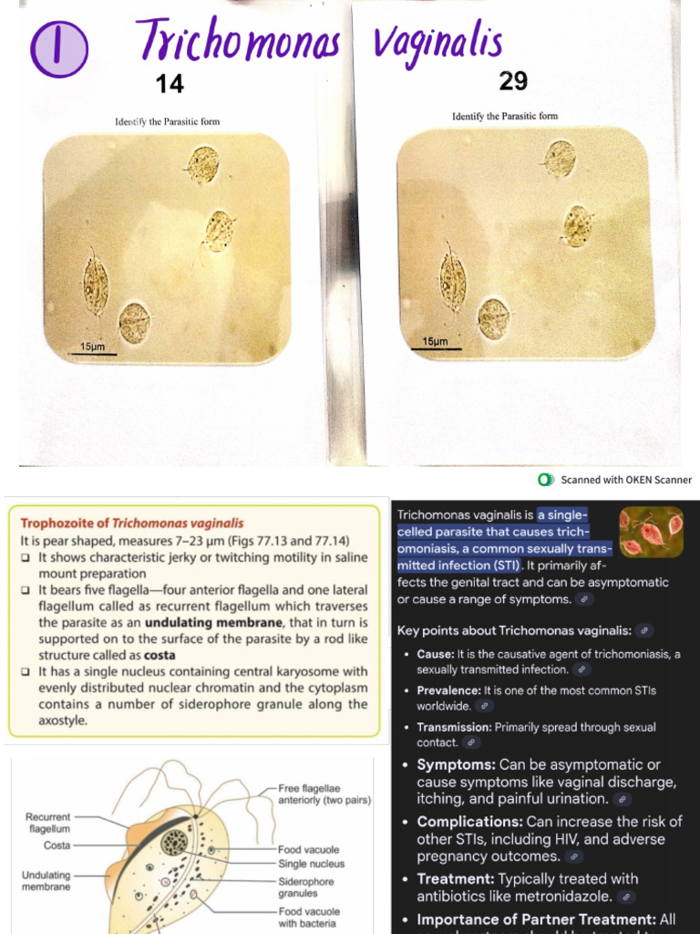 Stool Examination 250824 145823 | PDF | Human Diseases And Disorders ...