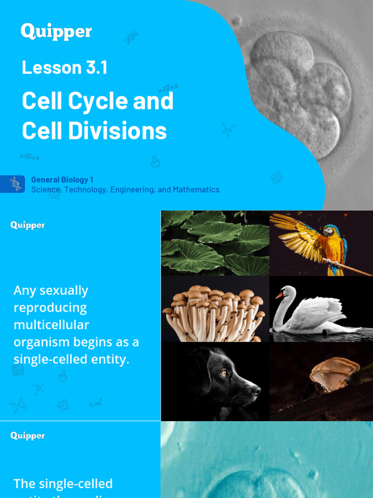 Understanding the Cell Cycle and Mitosis | PDF | Mitosis | Meiosis