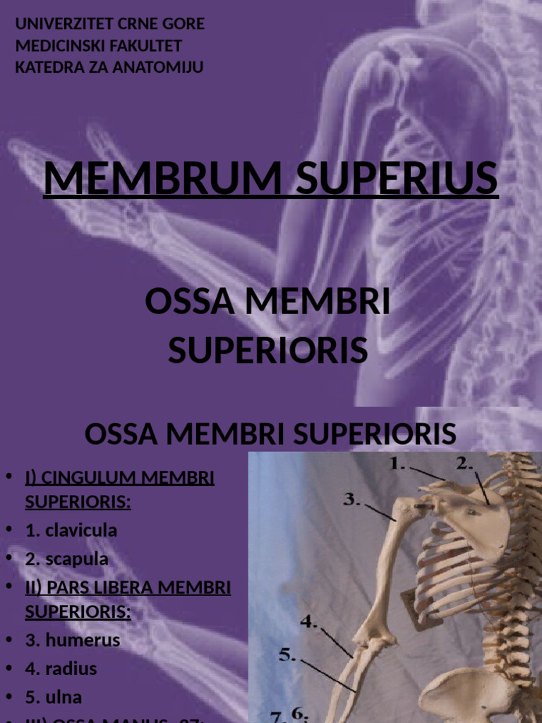Membrum Superius: Ossa Membri Superioris | PDF