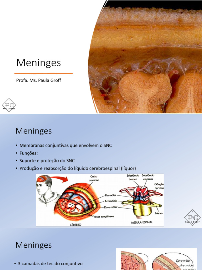 Estrutura e Funções das Meninges | PDF | Sistema nervoso central ...