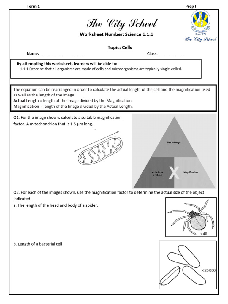 Cells and Magnification Worksheet | PDF