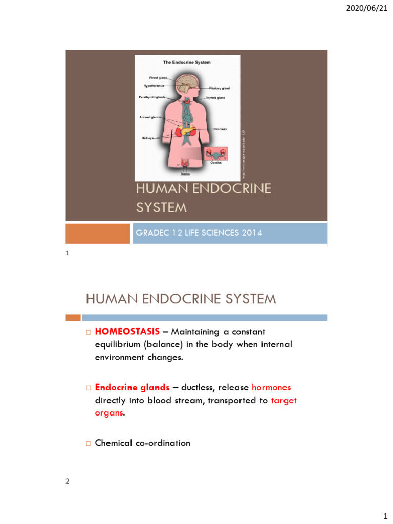 Human Endocrine System (VS) | PDF | Adrenal Gland | Luteinizing Hormone