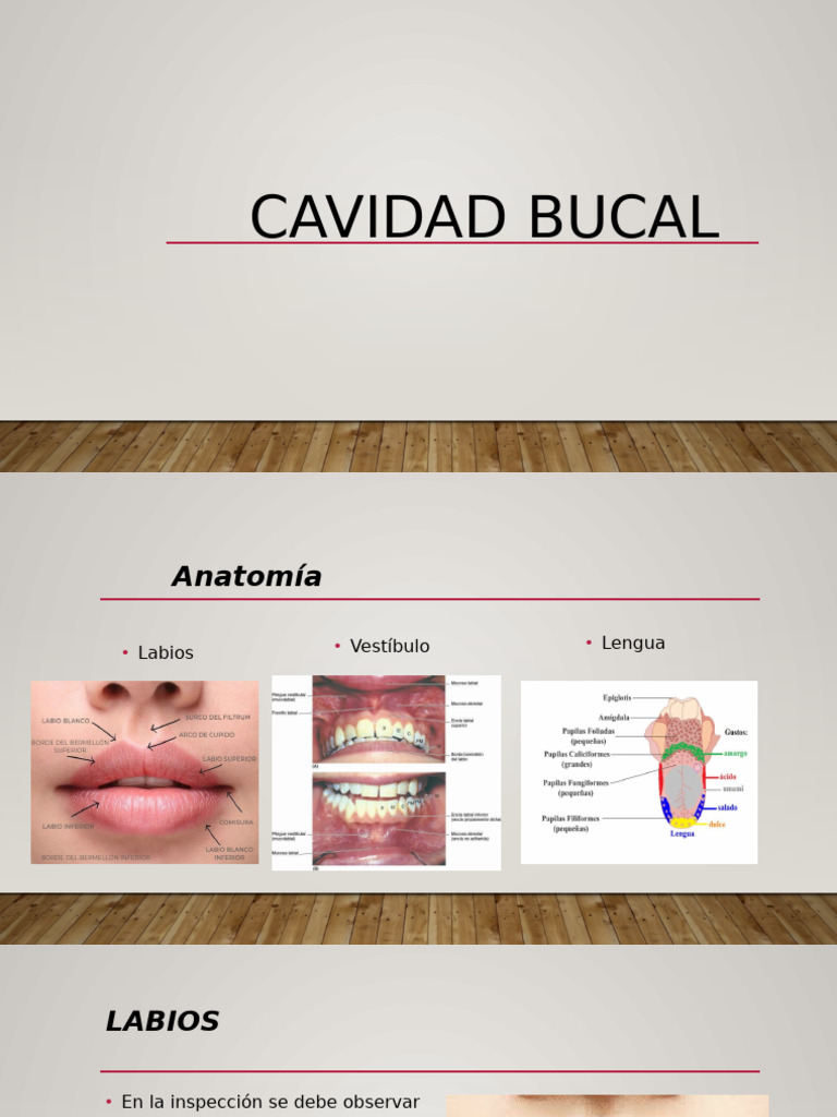 Anatomía y patologías de la cavidad bucal | PDF | Boca | Labio