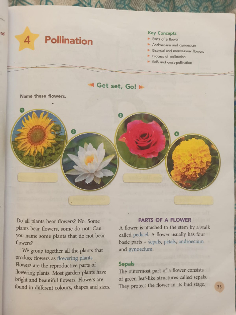 Pollination | PDF