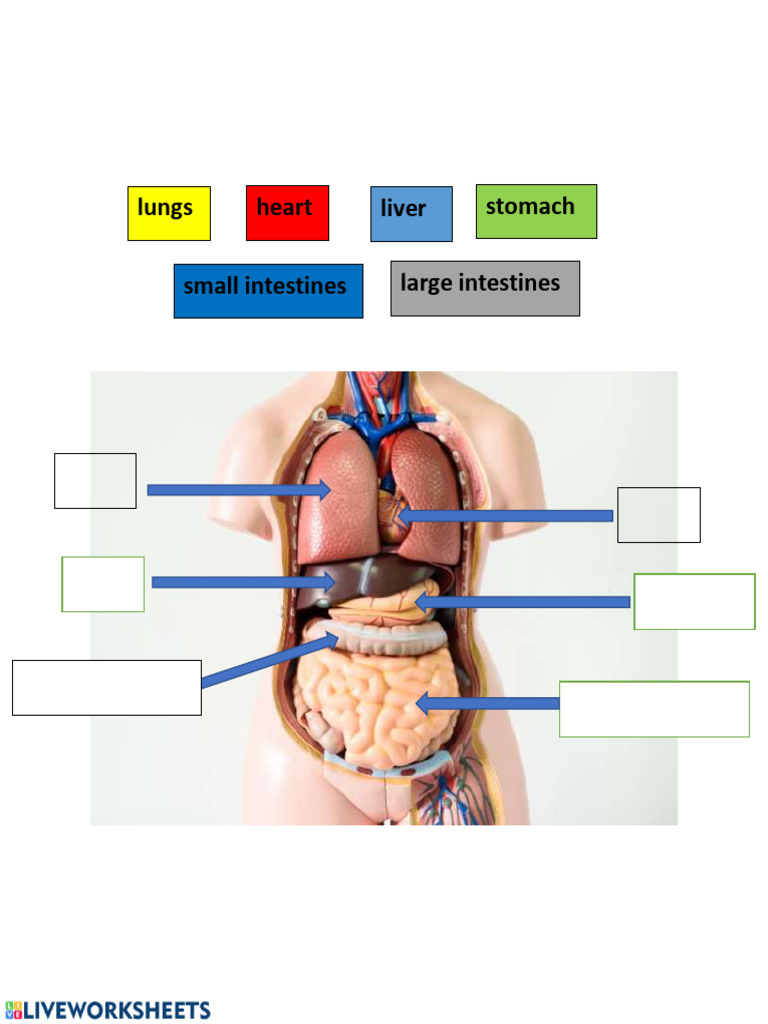 Label The Diagram Using The Words Below.: Lungs Heart Liver Stomach ...