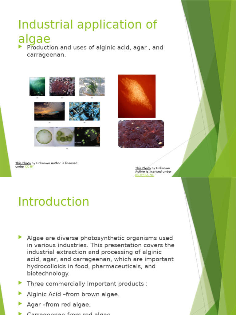 Industrial Preparation Algae | PDF | Agar | Seaweed