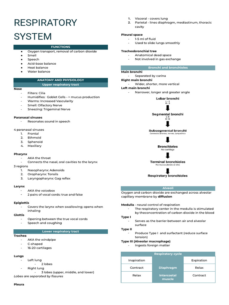 Respiratory System Functions and Anatomy | PDF | Respiratory Tract | Lung