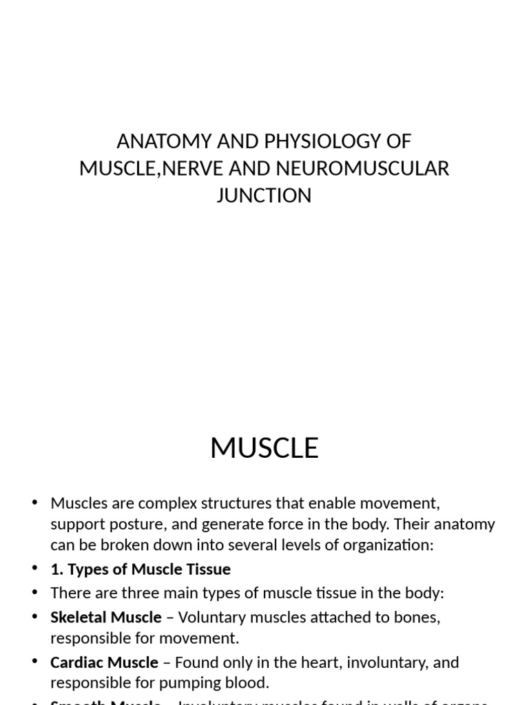 Muscle and Nerve Anatomy Overview | PDF | Skeletal Muscle | Nerve