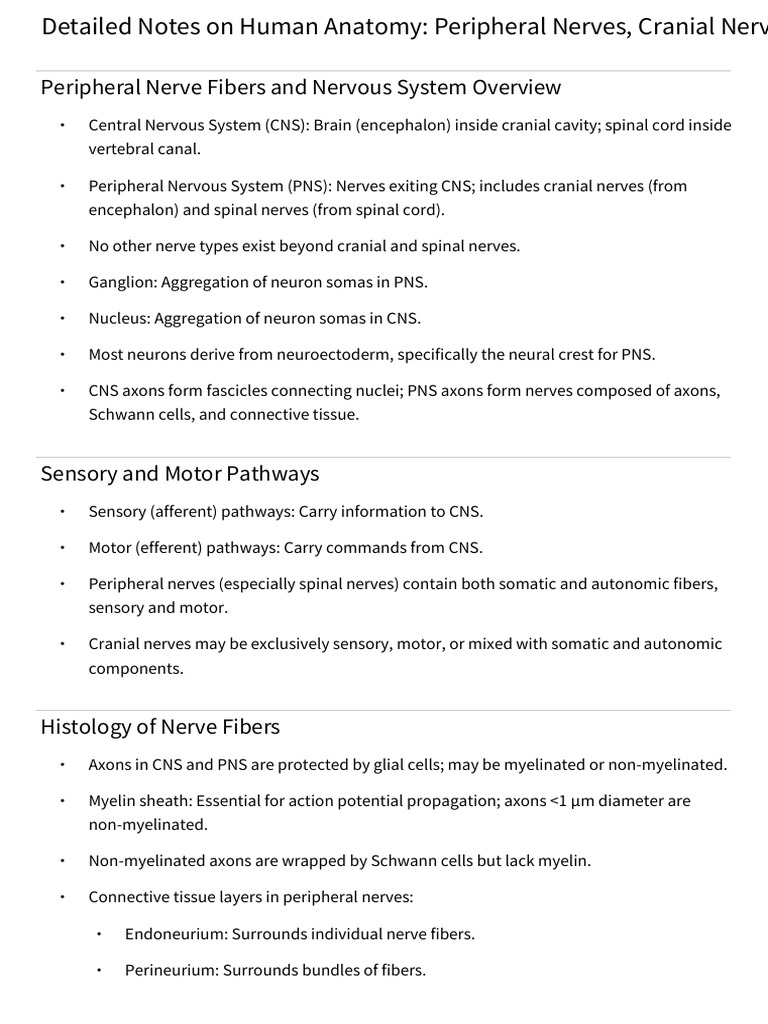 Human Anatomy: Peripheral Nerves Overview | PDF | Central Nervous ...