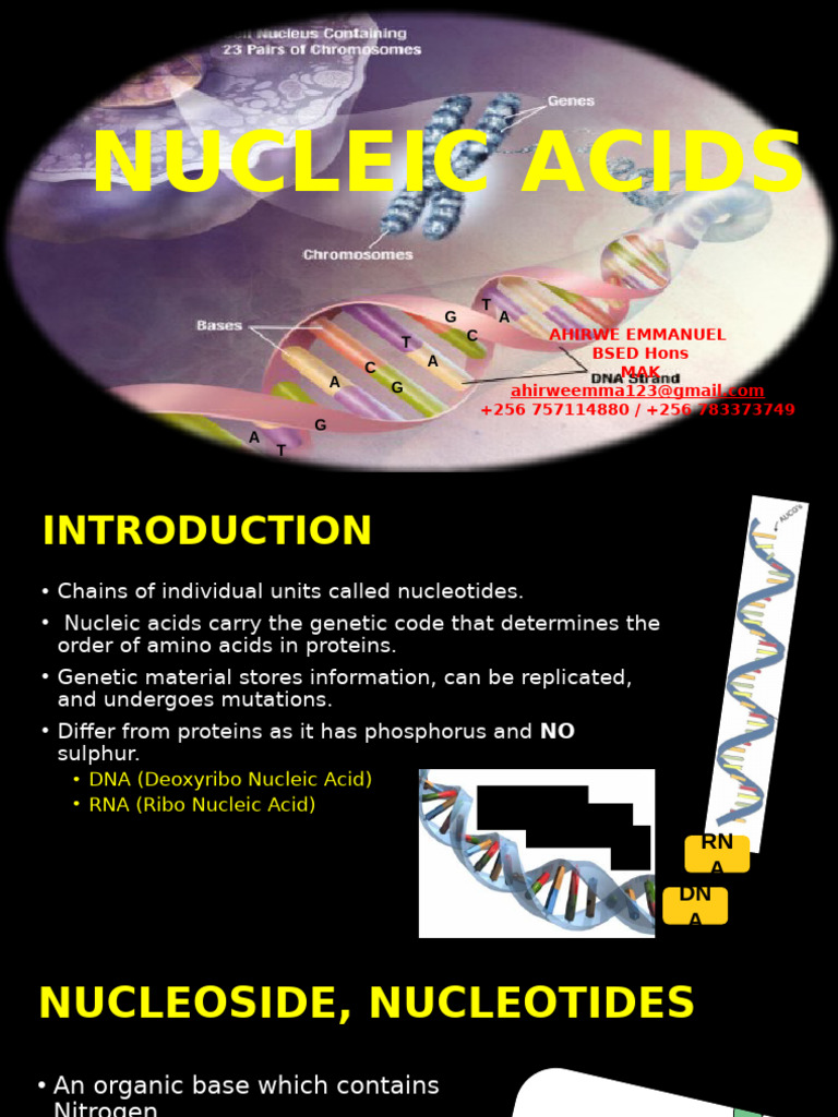 Nucleic Acid-AHIRWE EMMANUEL - +256757114880 | PDF | Nucleotides | Rna