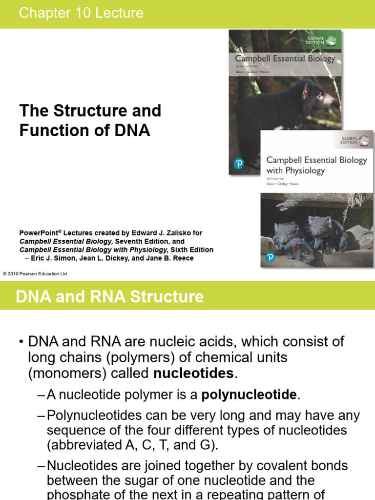 Chapter 10 The Structure and Function of DNA (For Fundamental Biology ...