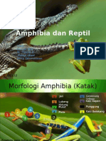 Amhibia Dan Reptil