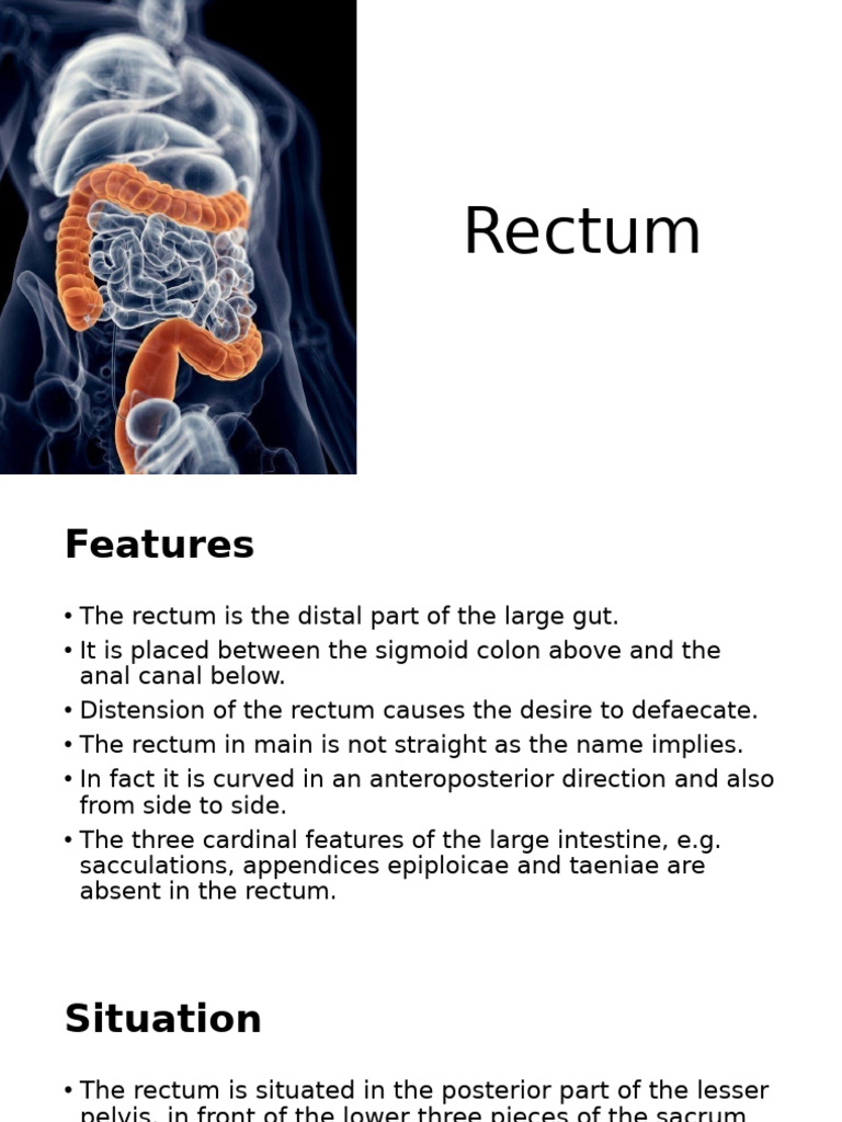 Anatomy and Function of the Rectum | PDF | Rectum | Vein