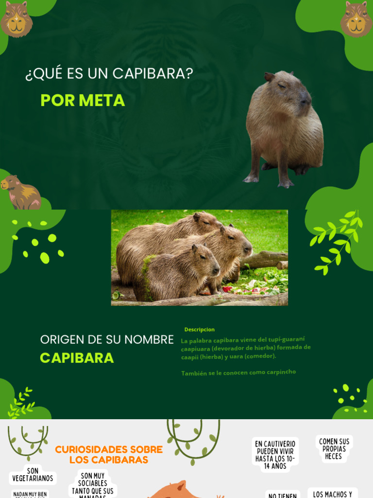 Capibara: Origen y Hábitat | PDF