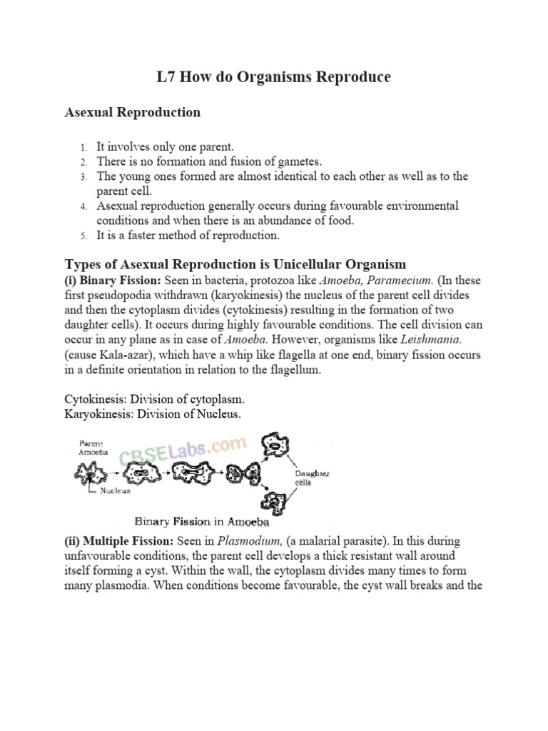 Asexual and Sexual Reproduction Explained | PDF | Flowers | Uterus