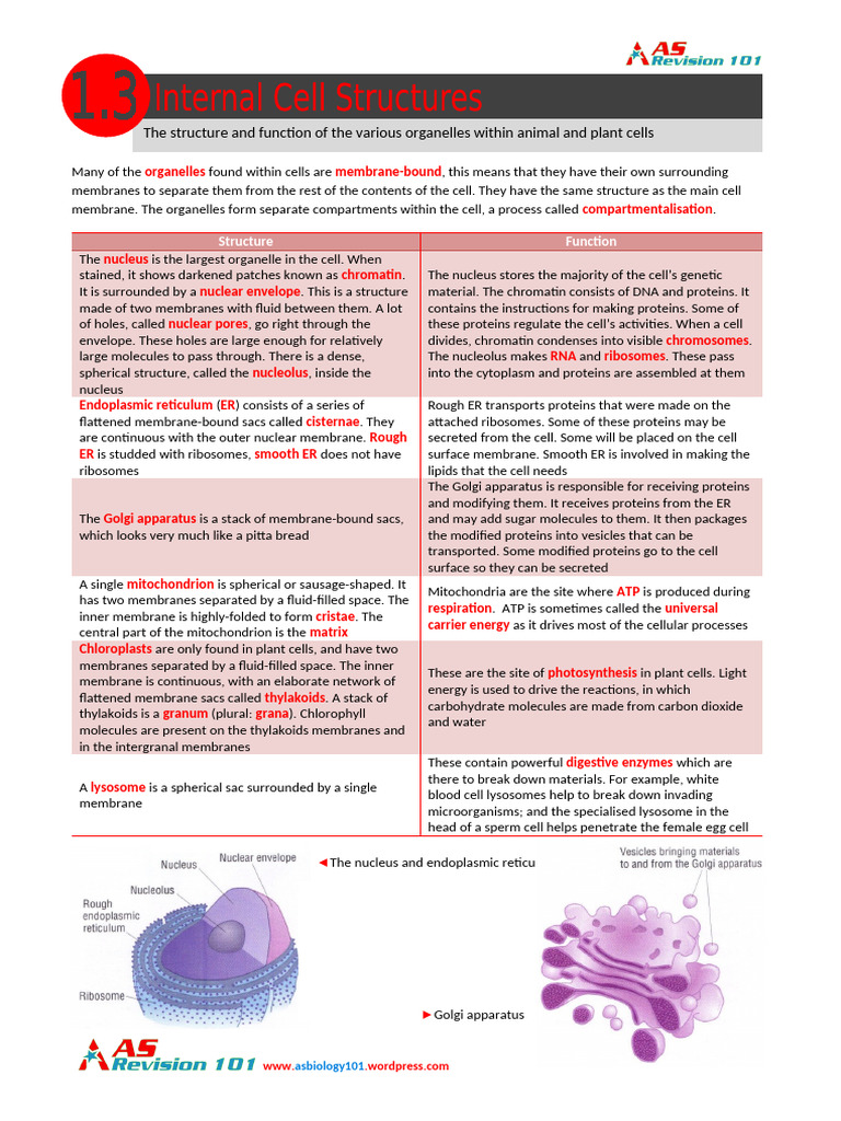 Cell Organelle Structure and Functions | PDF | Endoplasmic Reticulum ...